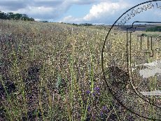 Ковыль перистый 002